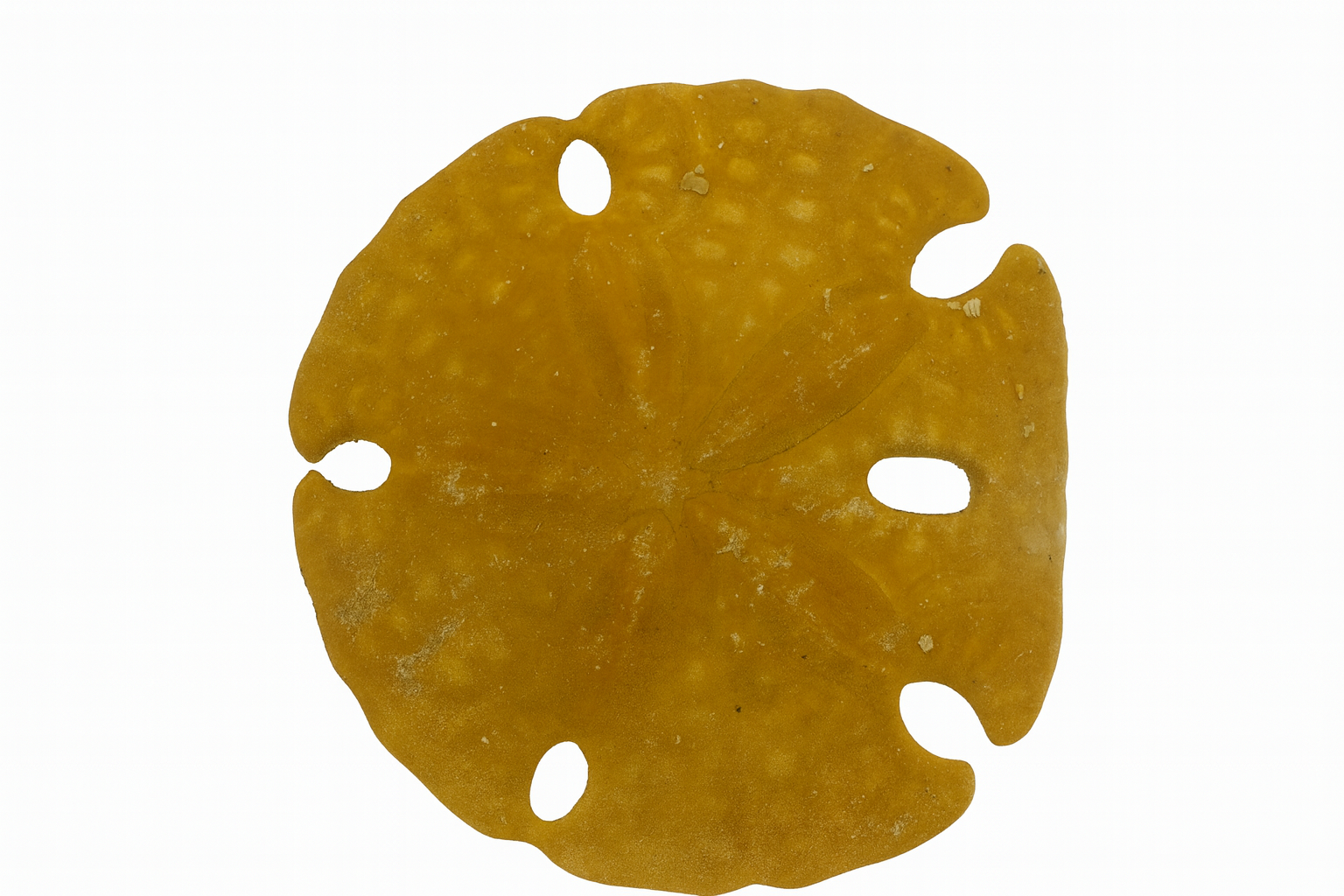 Echinoids