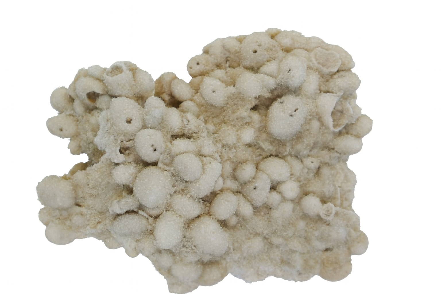 Fibularia gregata.