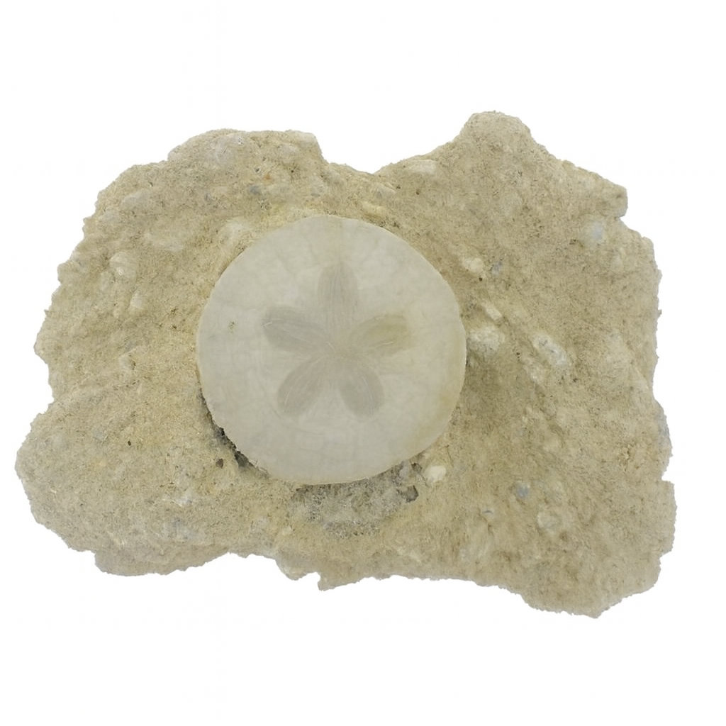 Scutella