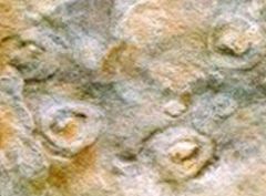 Ediacaran fossils.