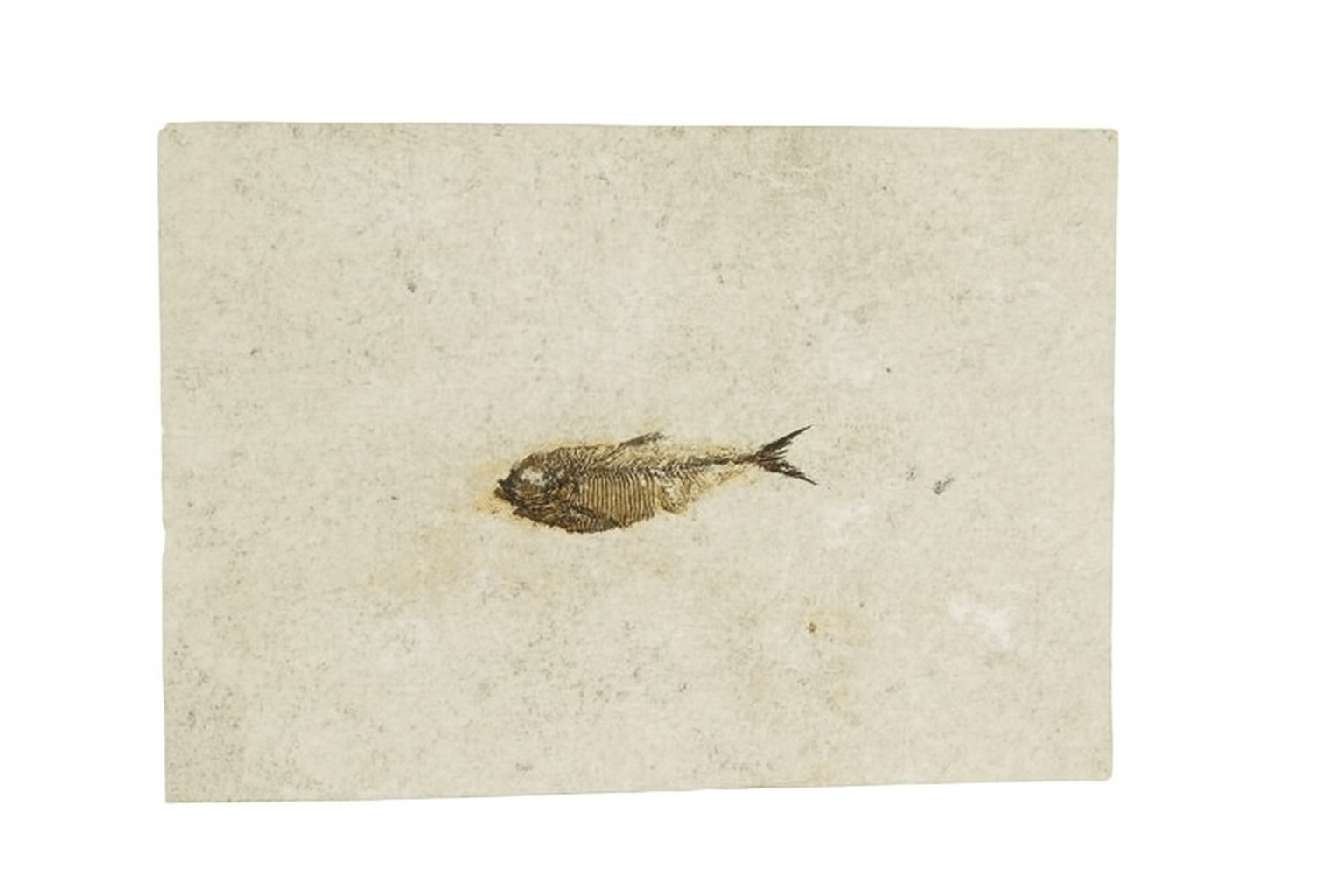 Diplomystus.