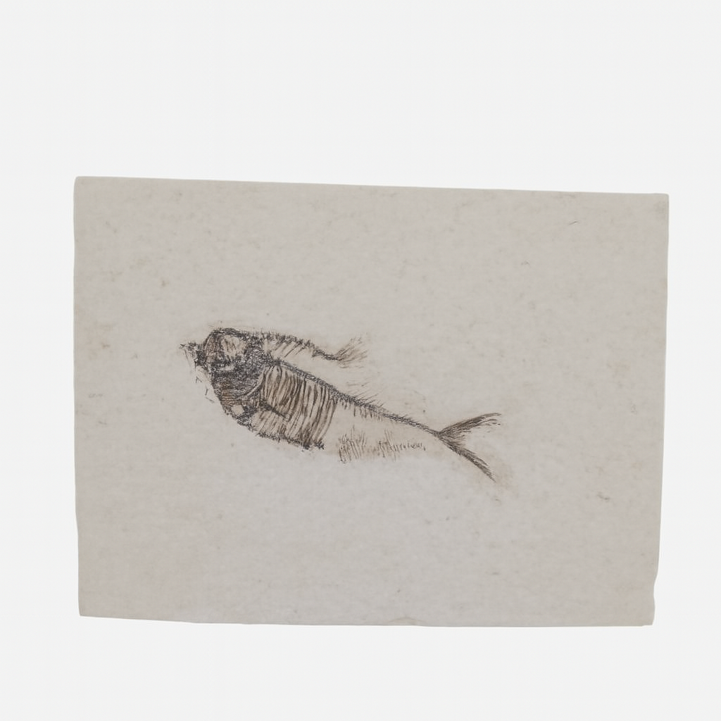 Diplomystus.