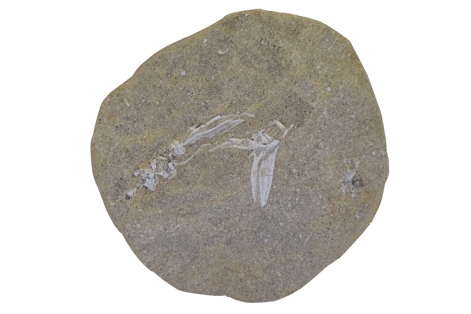 Fish Vertebrae.