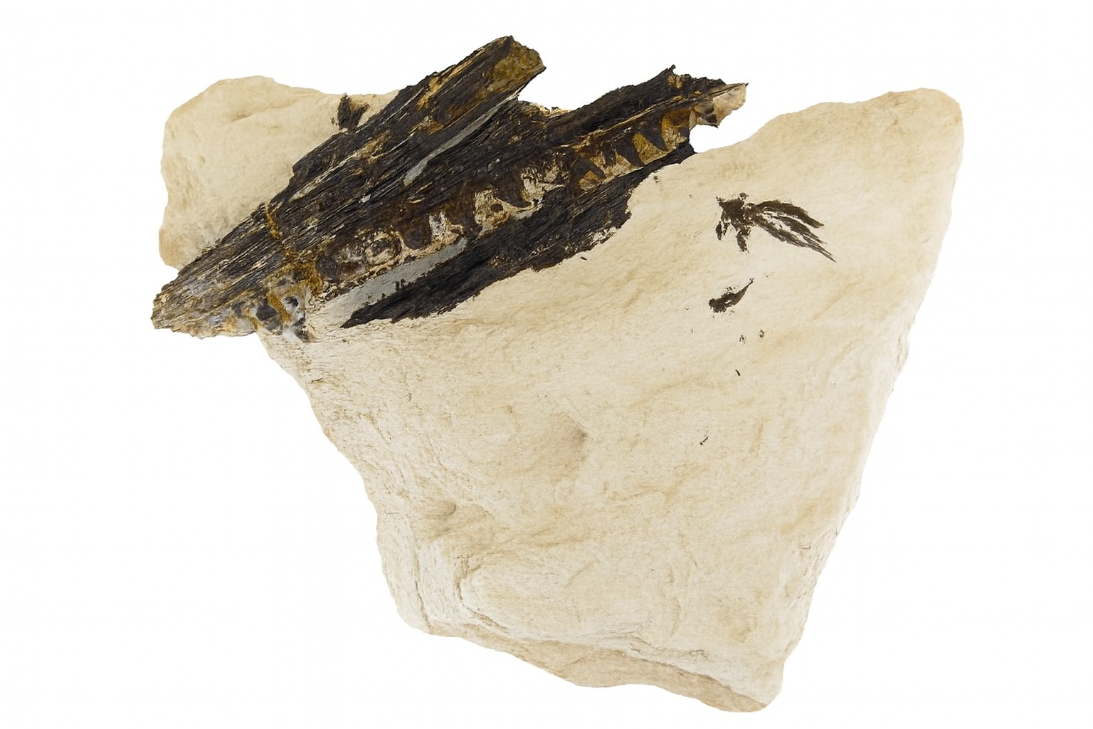 Niobrara Fish Bones