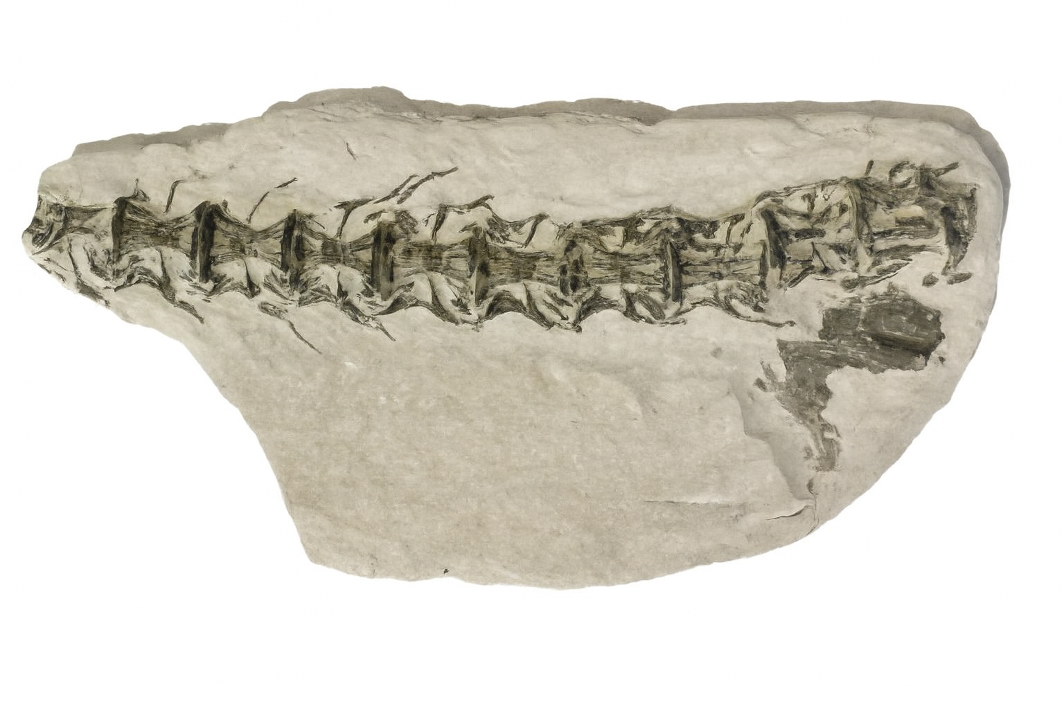 Cimolichthys