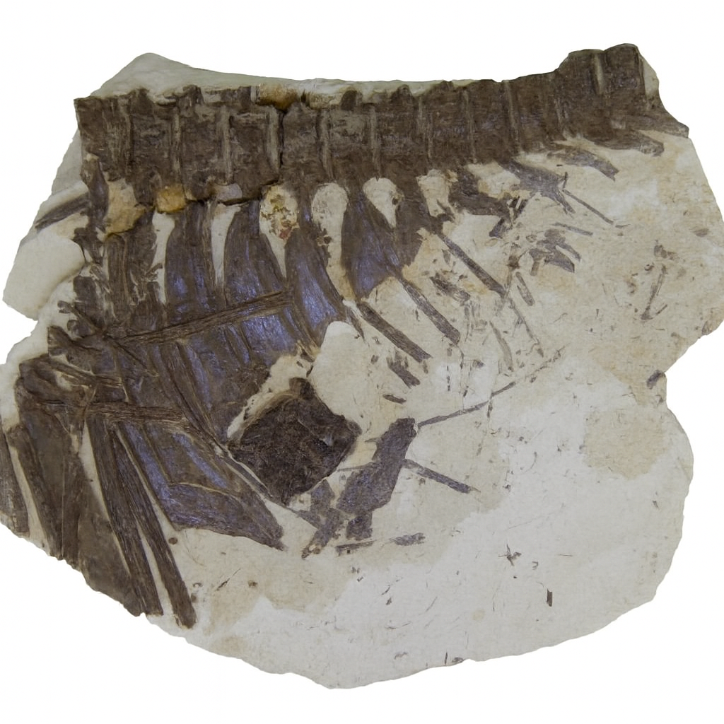 Ichthyodectes
