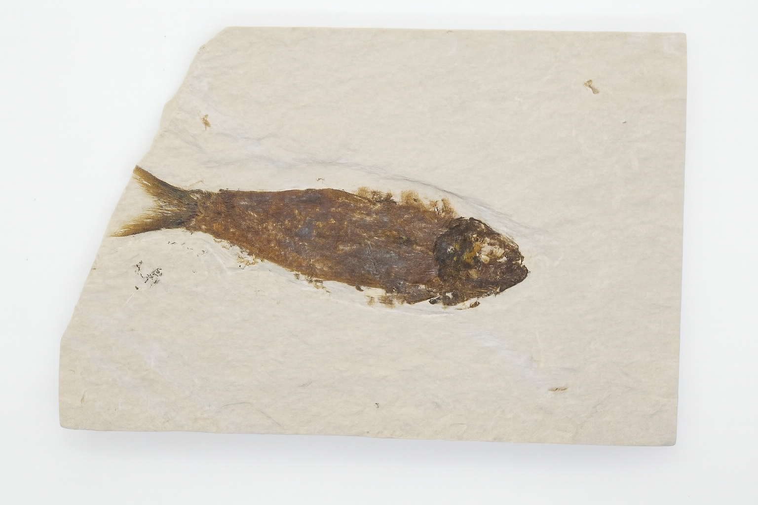 Knightia eoceana.