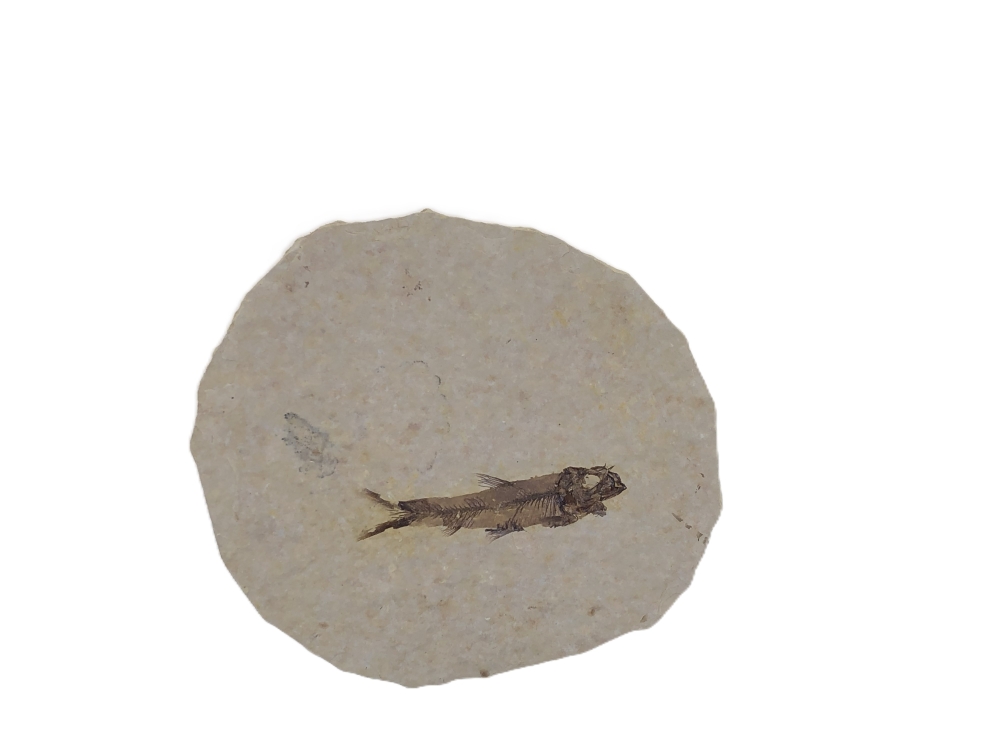 Knightia eoceana.