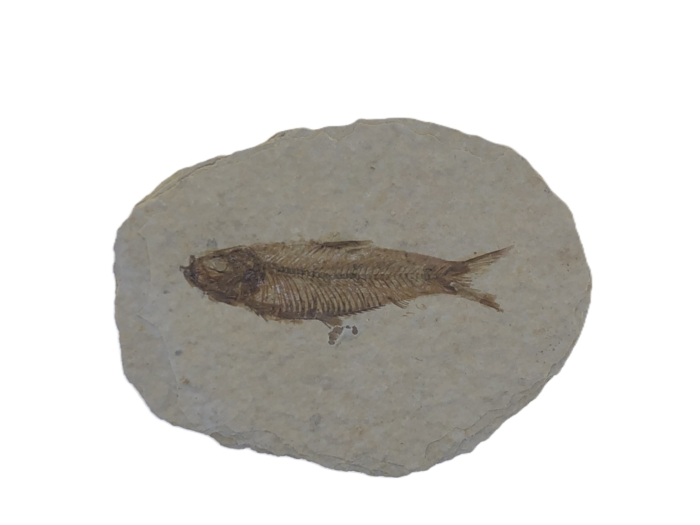 Knightia eoceana.