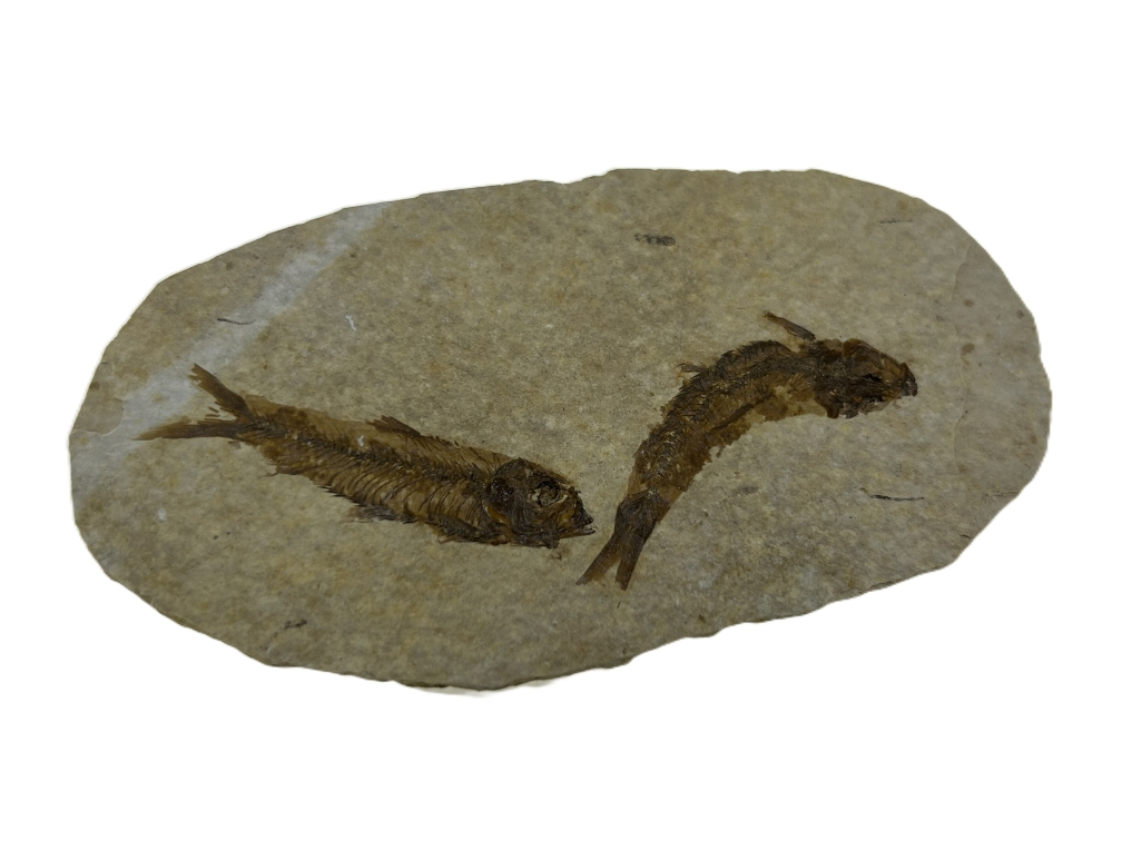 2 Knightia eoceana.