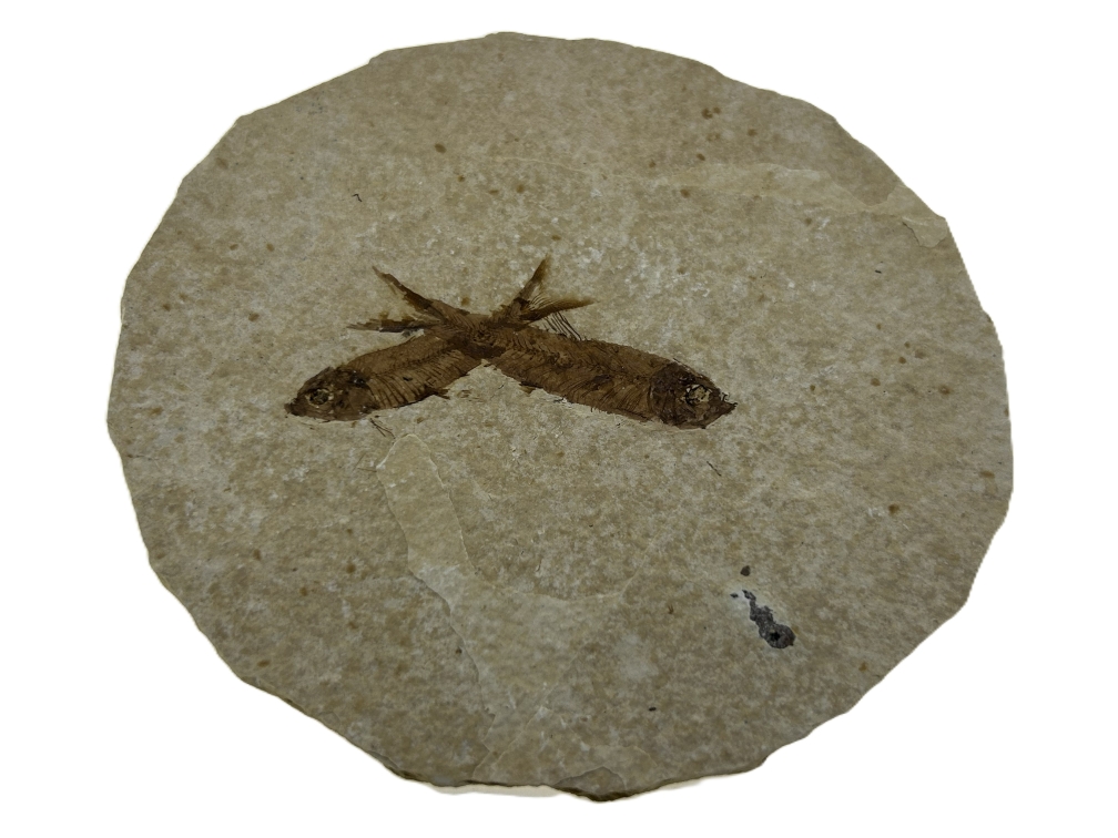 2 Knightia eoceana.