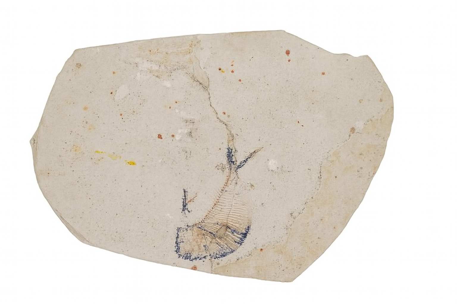 Undescribed pycnodont