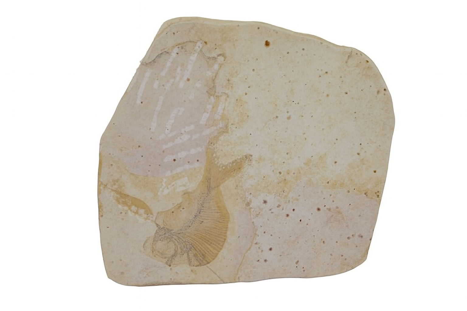 Undescribed pycnodont