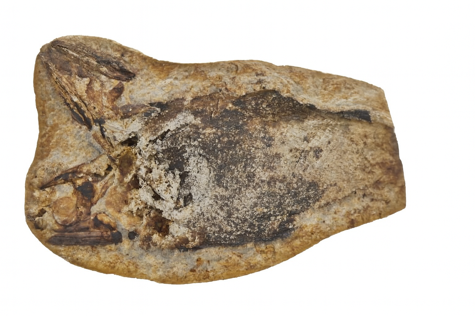 Australosomus merlei