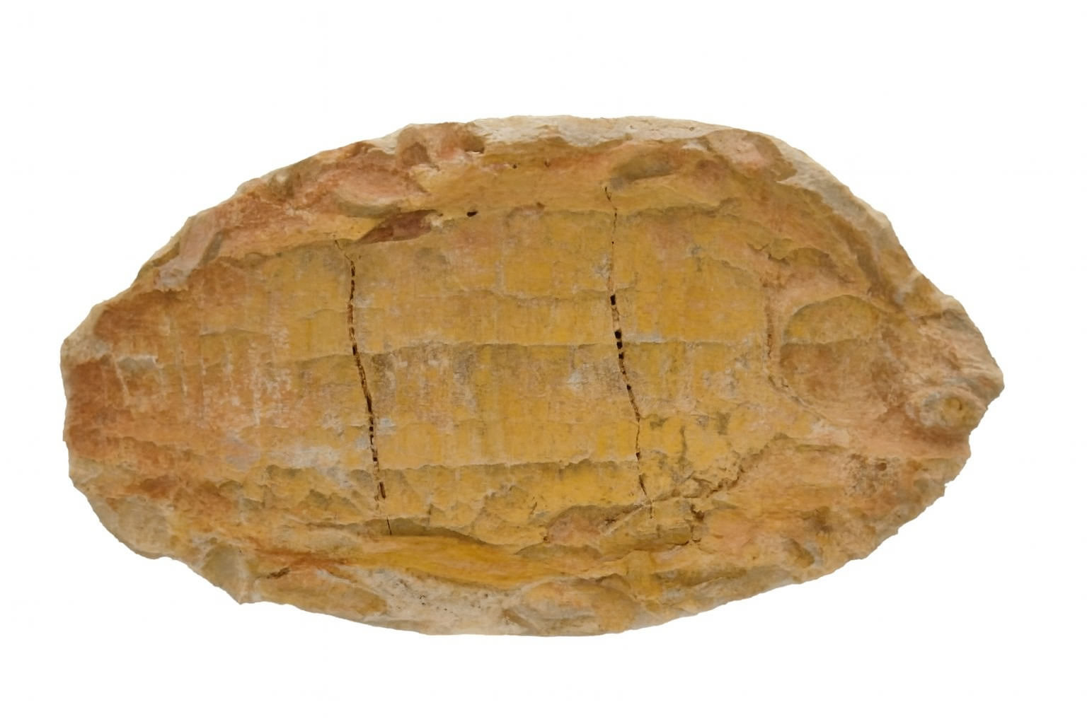 Australosomus merlei