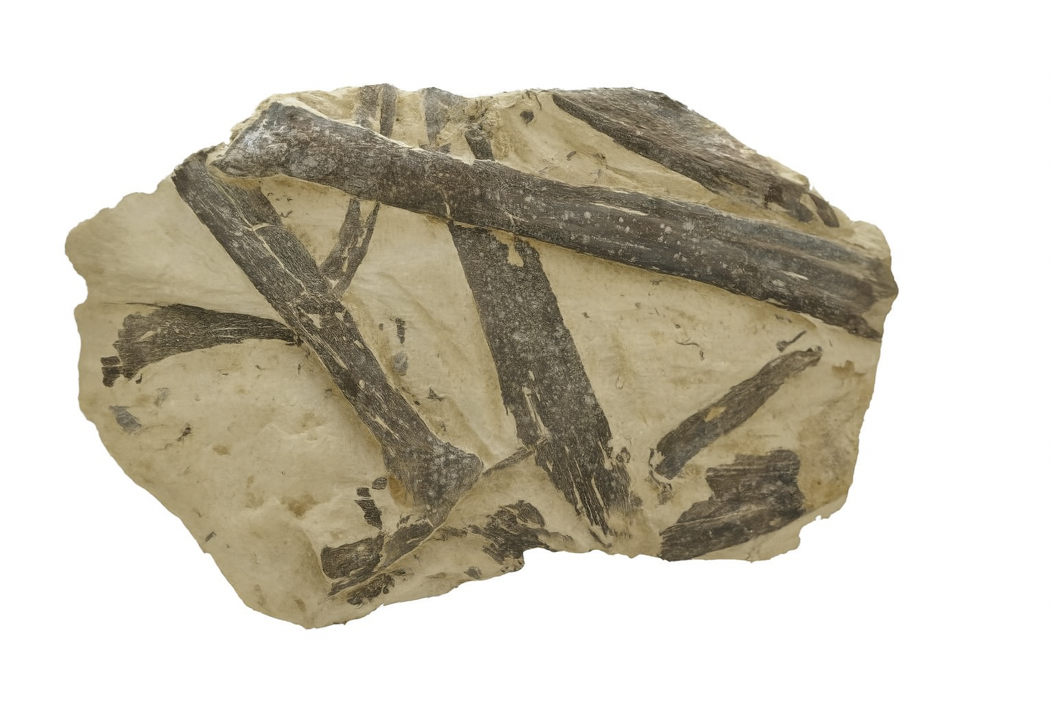 Xiphactinus audax