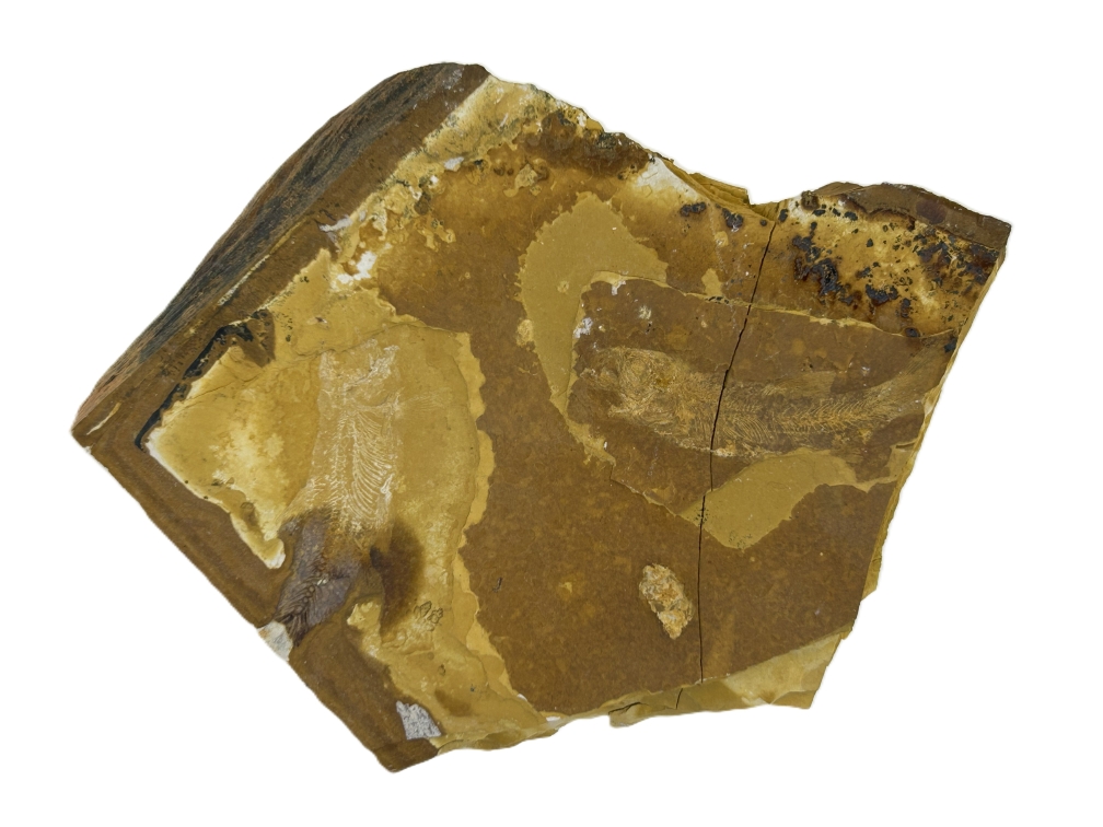 Cavenderichthys talbragarensis.