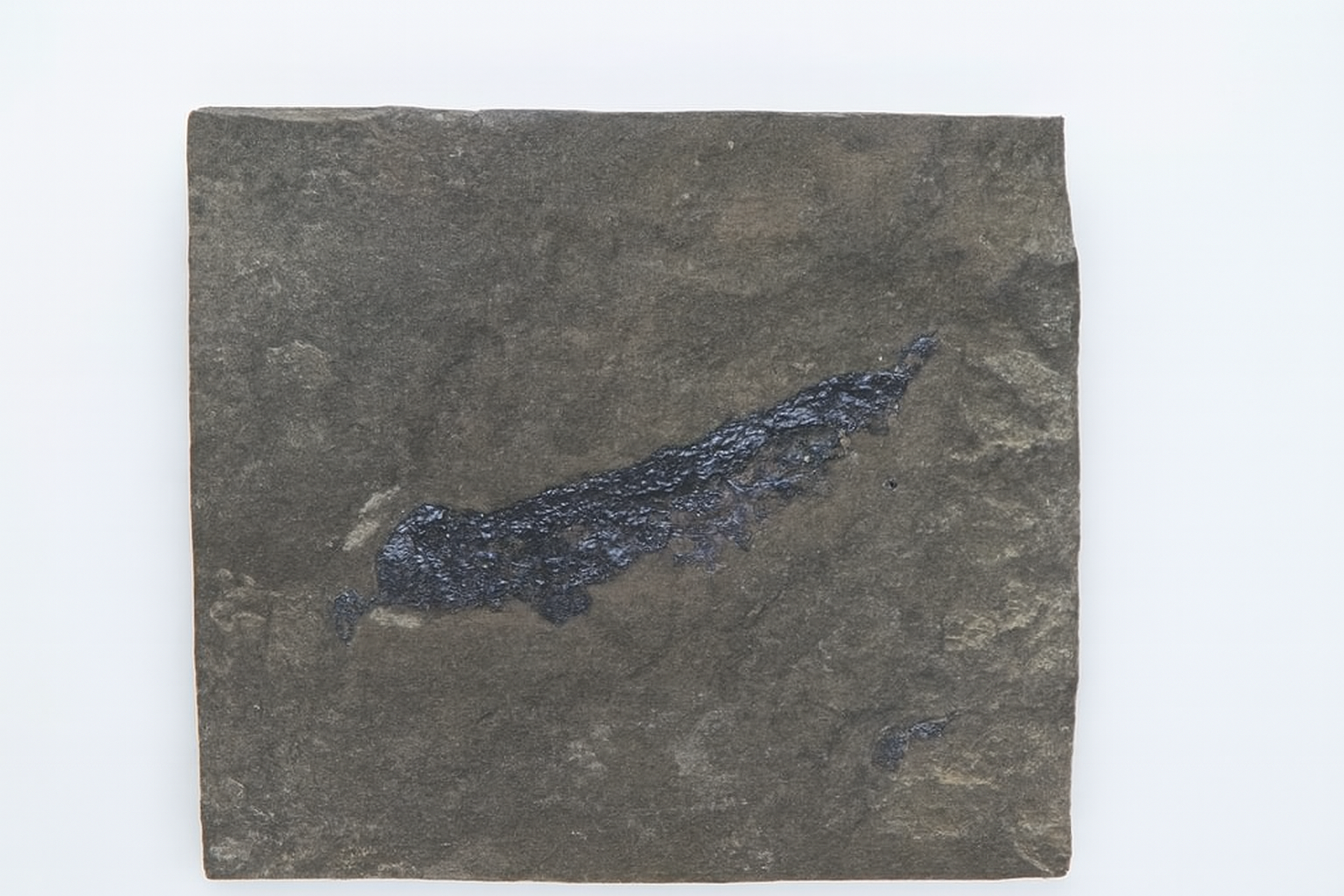 Osteolepis.