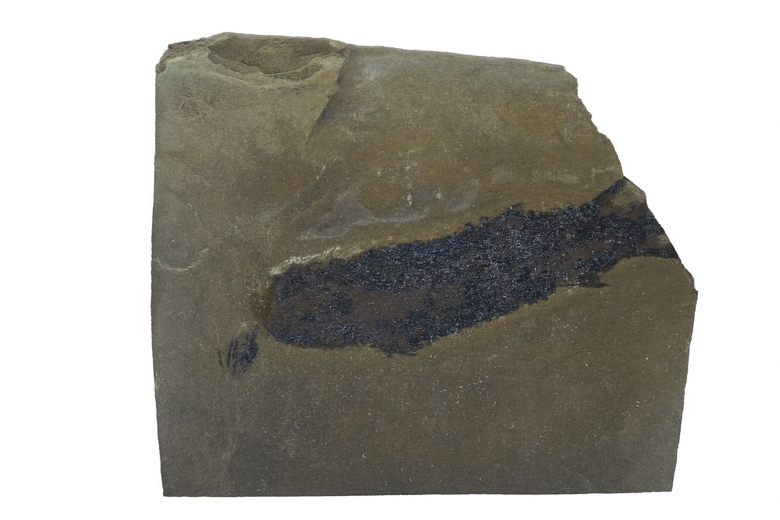 Osteolepis.
