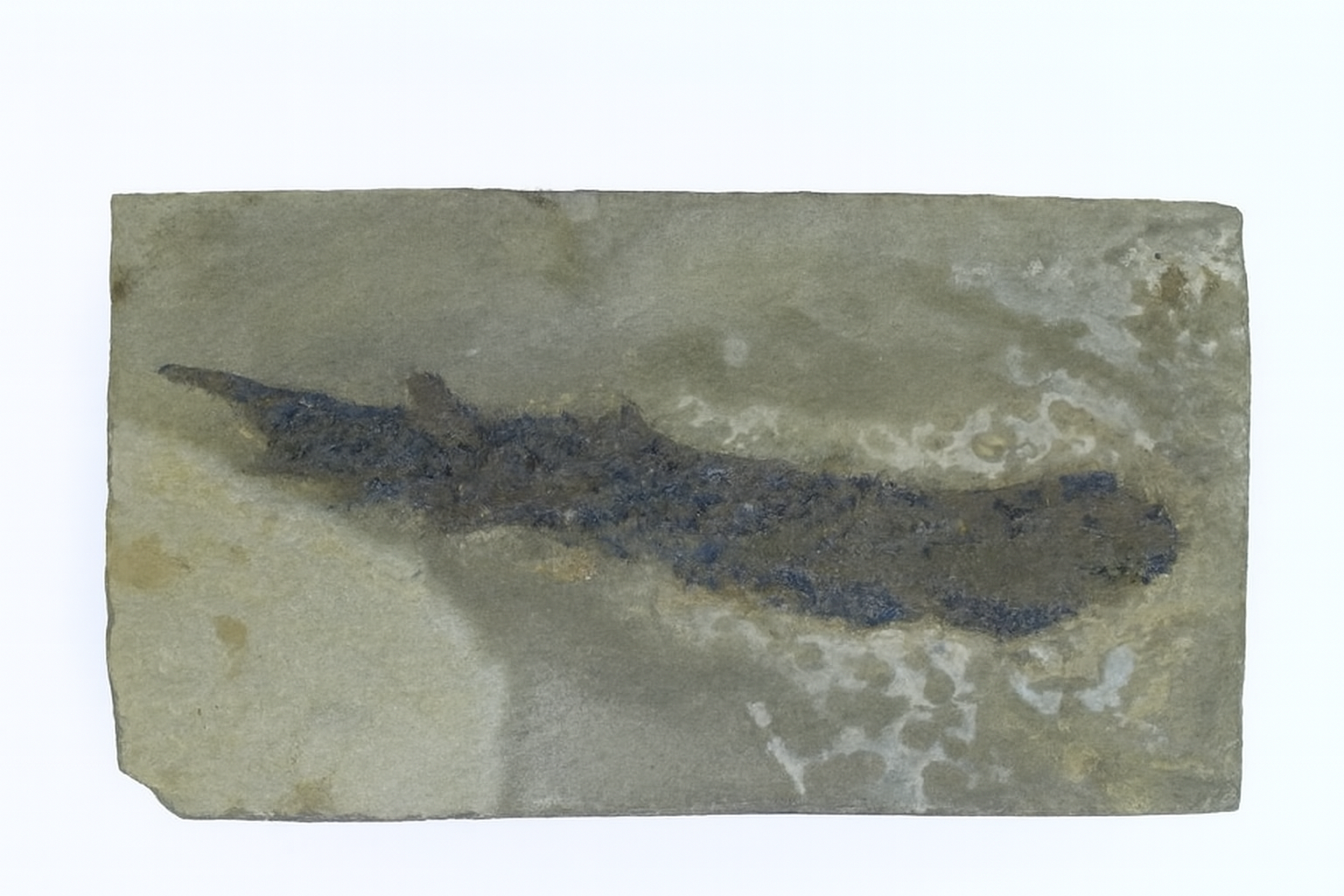 Osteolepis