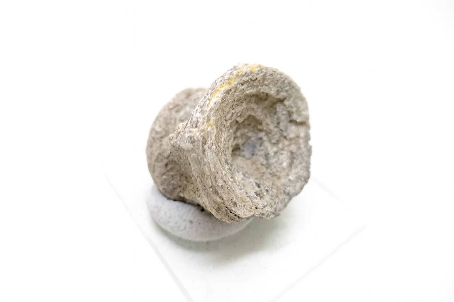 Fish Vertebrae.