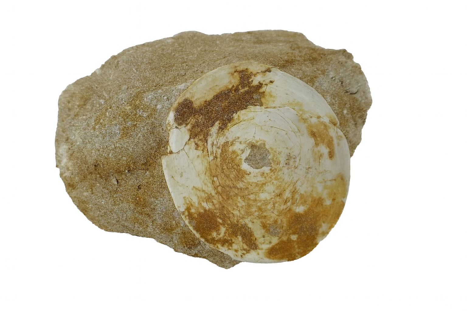Fish Vertebrae.