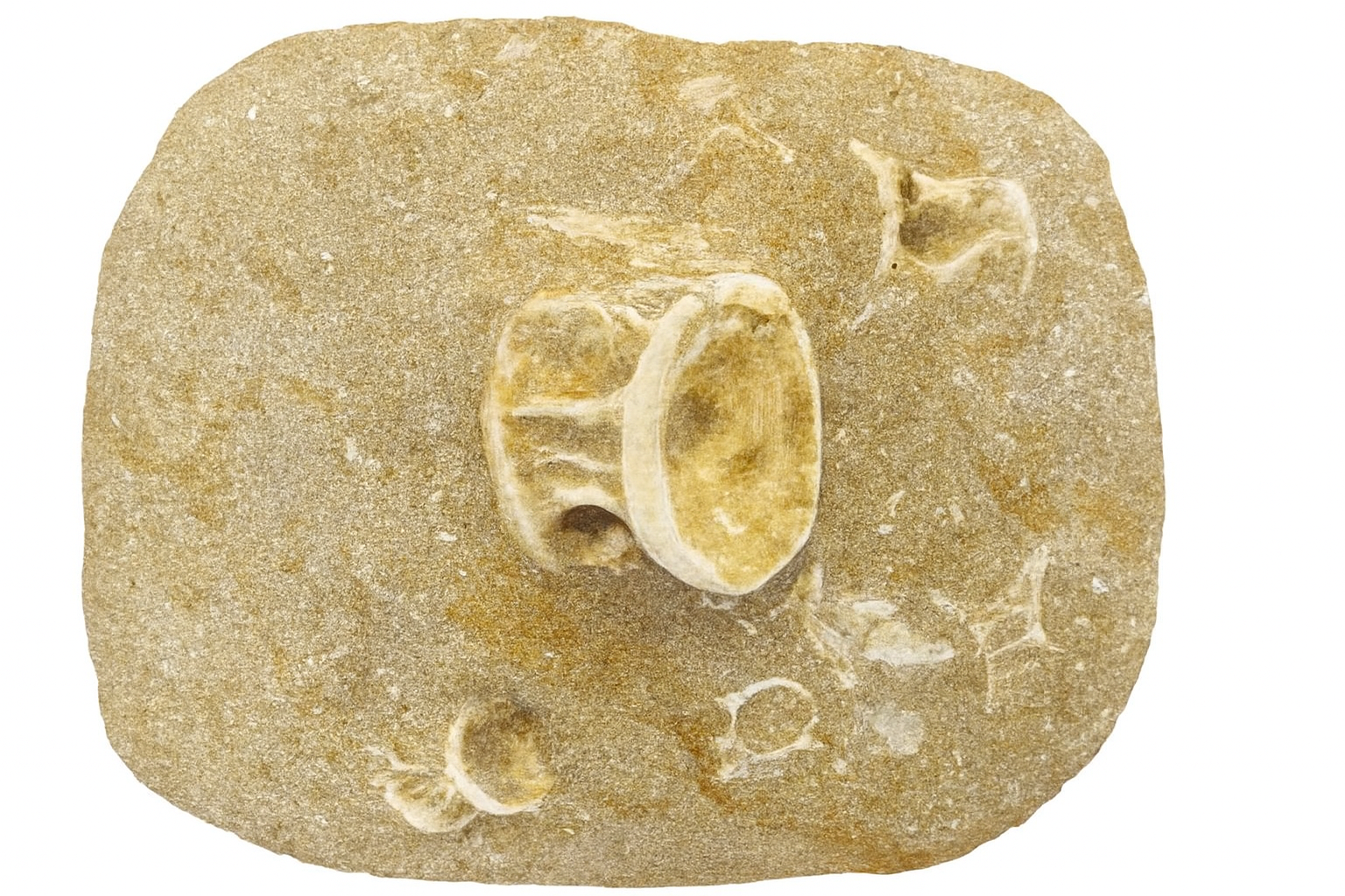 Fish Vertebrae.