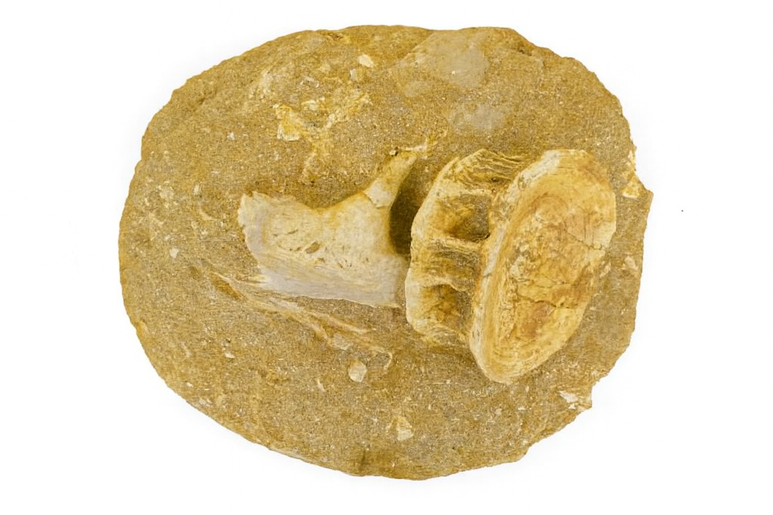 Morocco Fish Bones