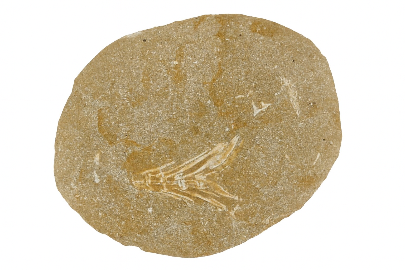 Fish Vertebrae.