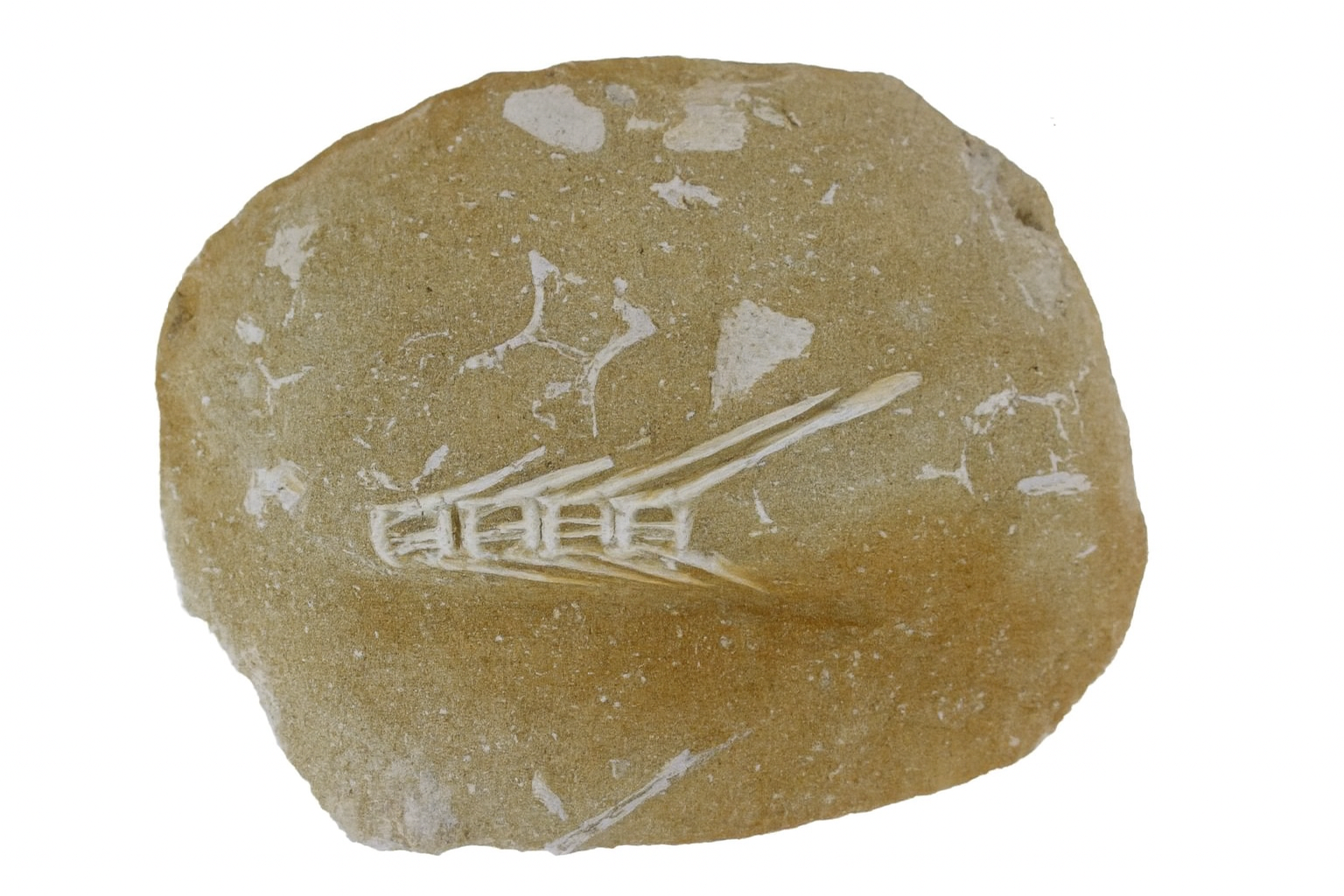 Fish Vertebrae.