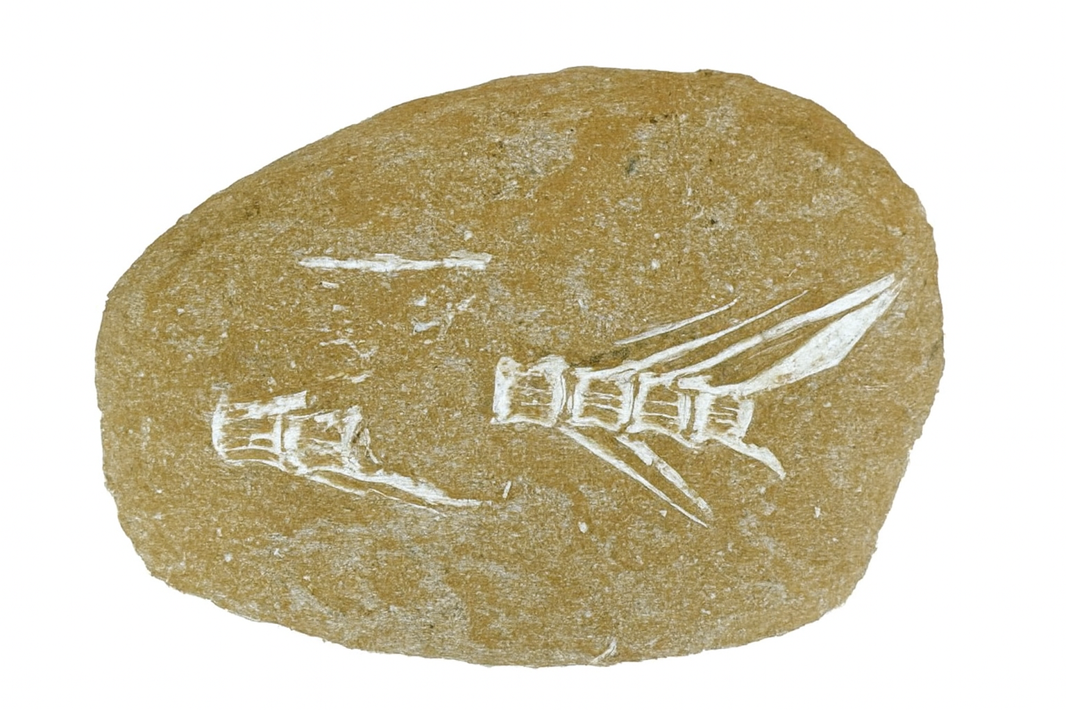 Fish Vertebrae.