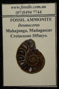 Desmoceras.