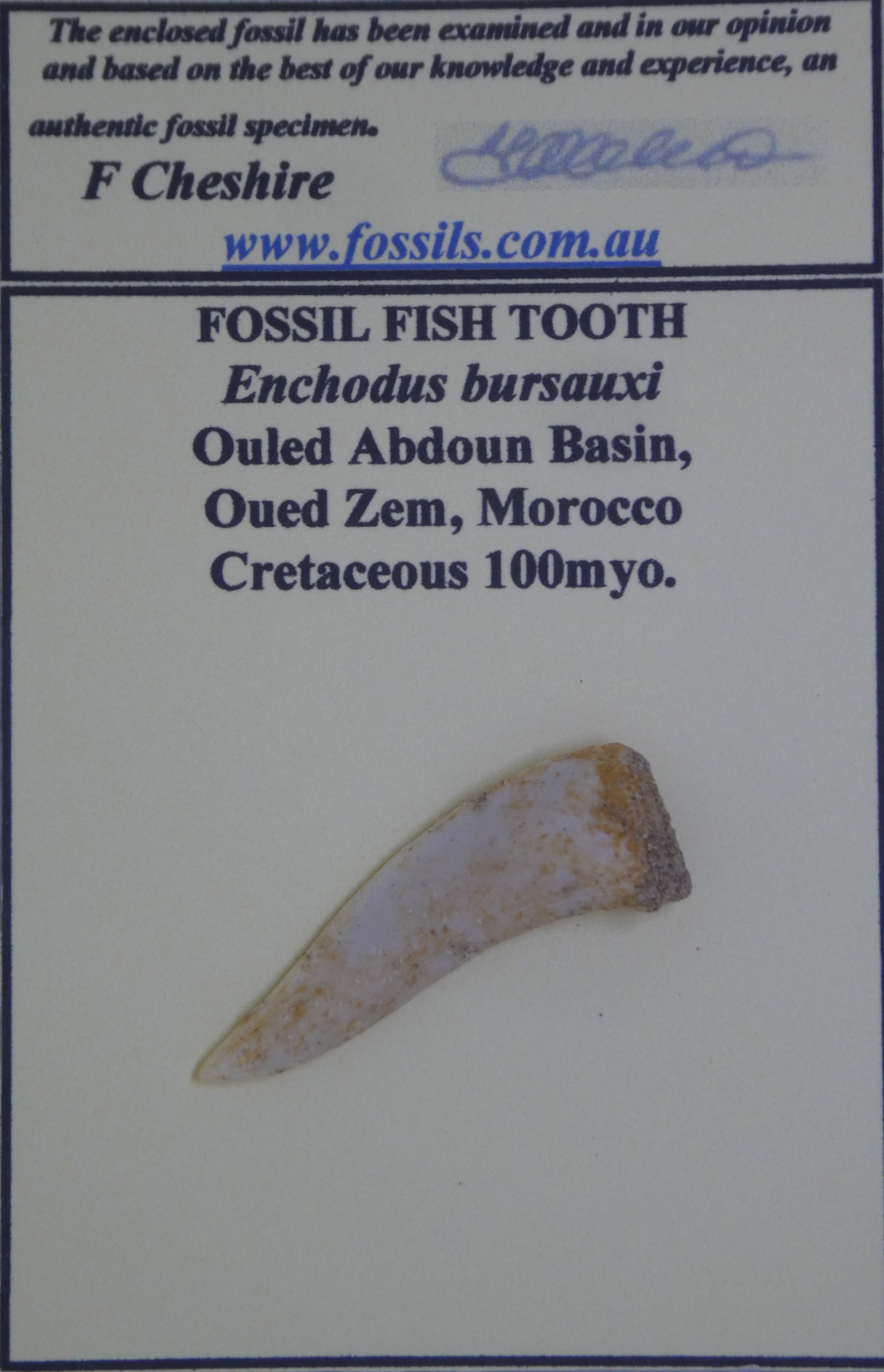 Enchodus bursauxi.