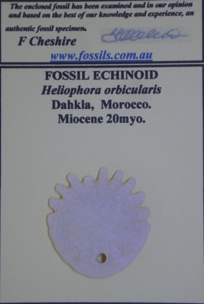Heliophora.