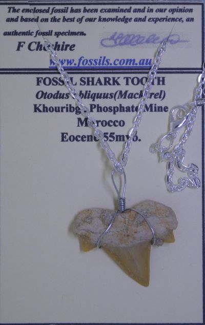 Otodus obliquus.