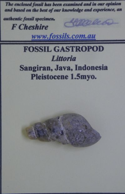 Rissoina.
