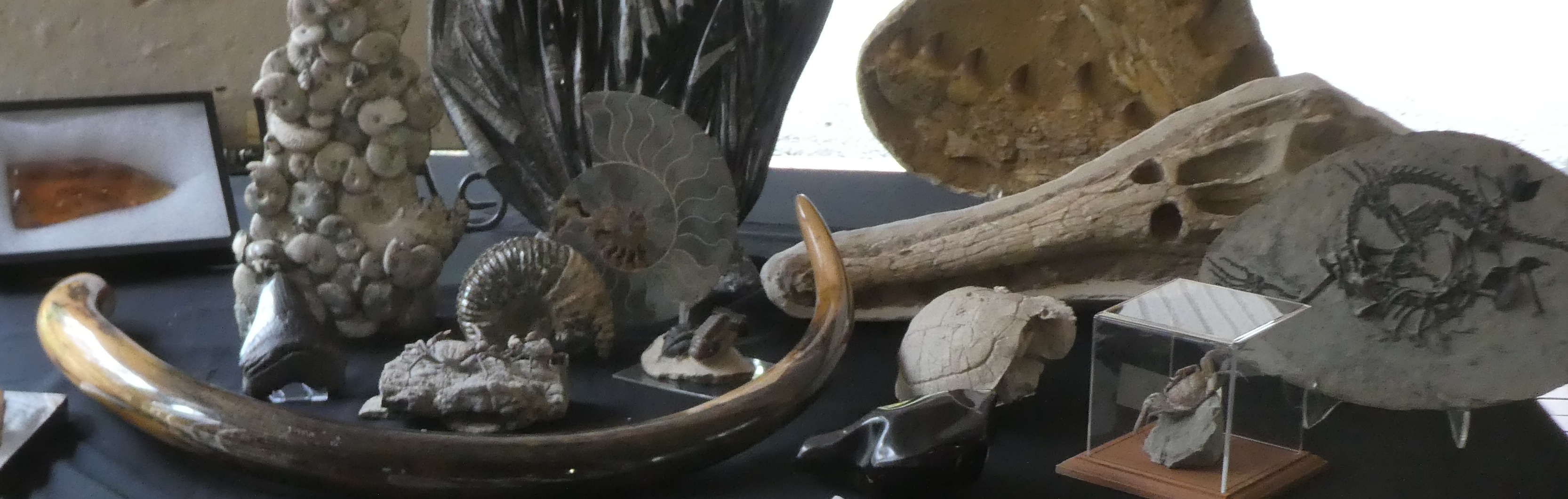 Fossils
