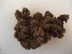 Coprolites