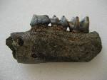 Megafauna