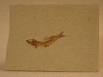 Solnhofen Fish