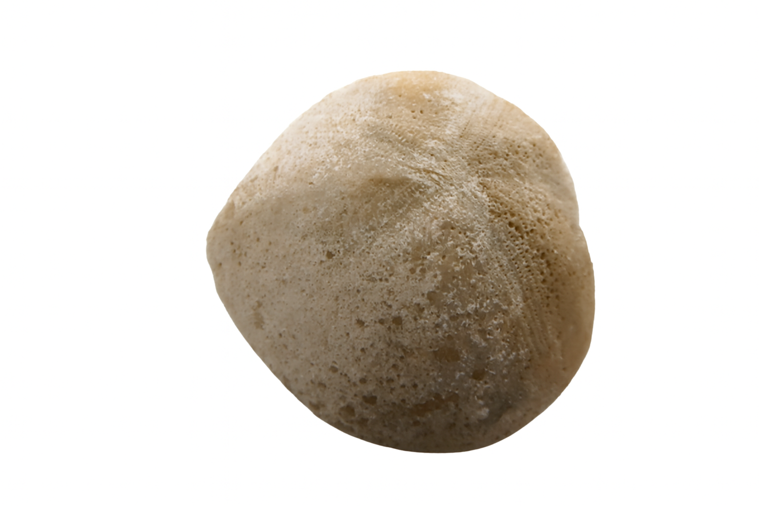 Echinoid.