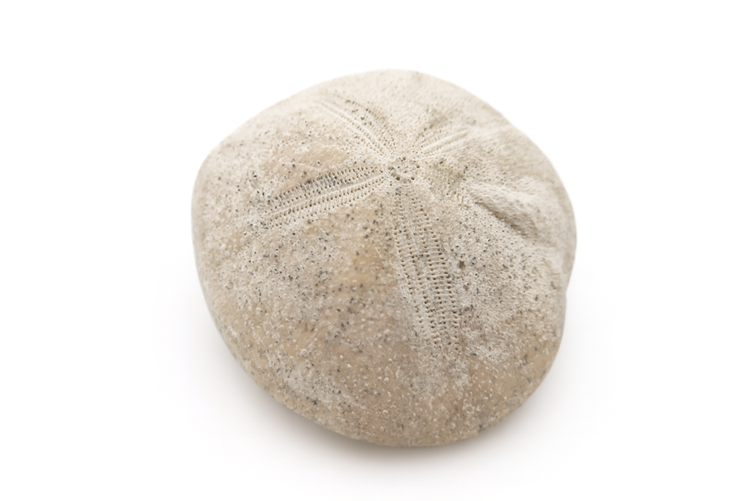Echinoid.