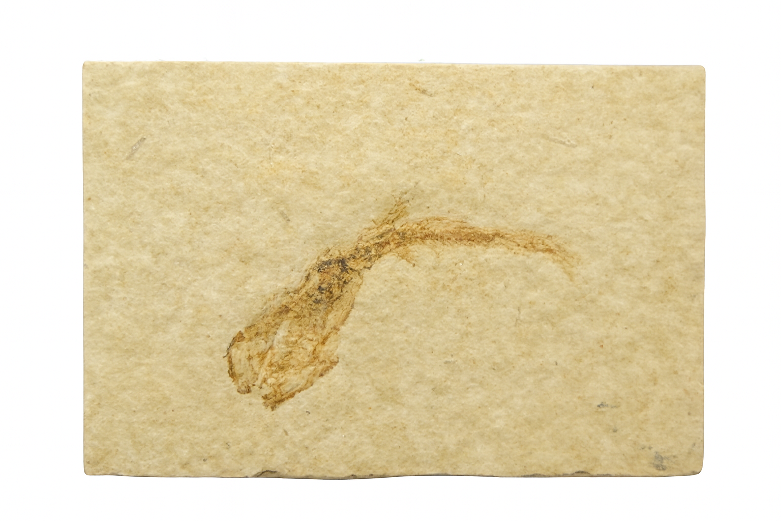 Leptolepis.