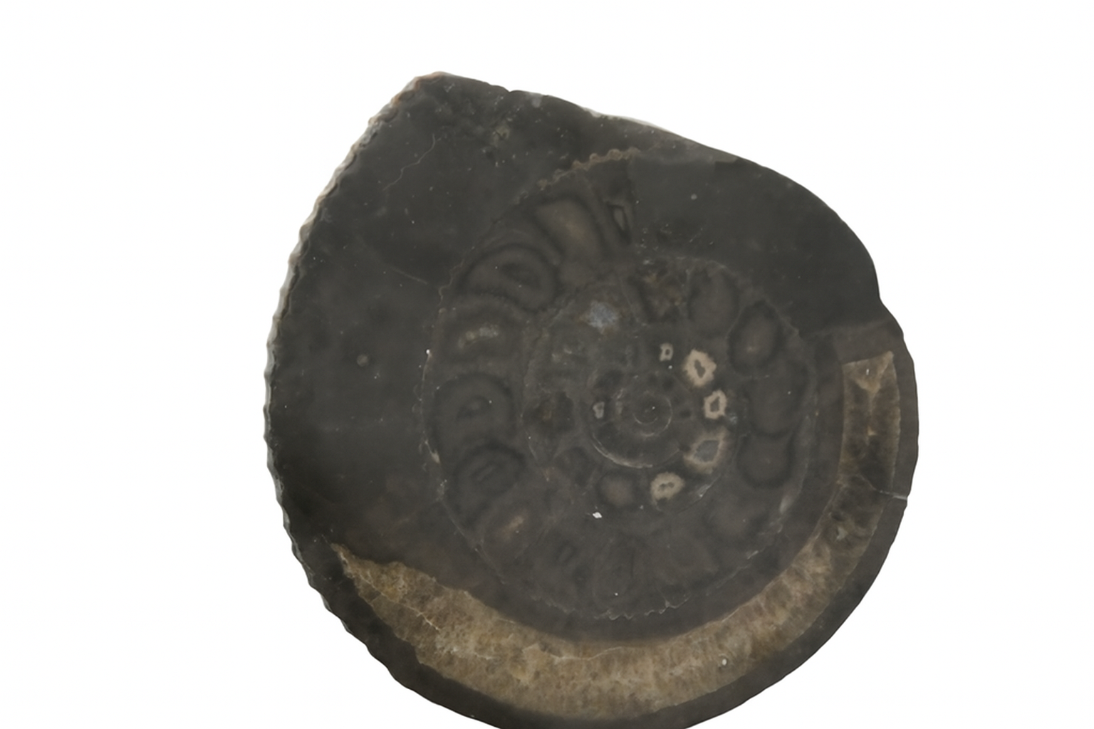 Dactylioceras.