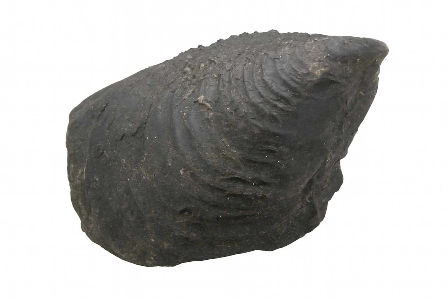 Pelecypod.