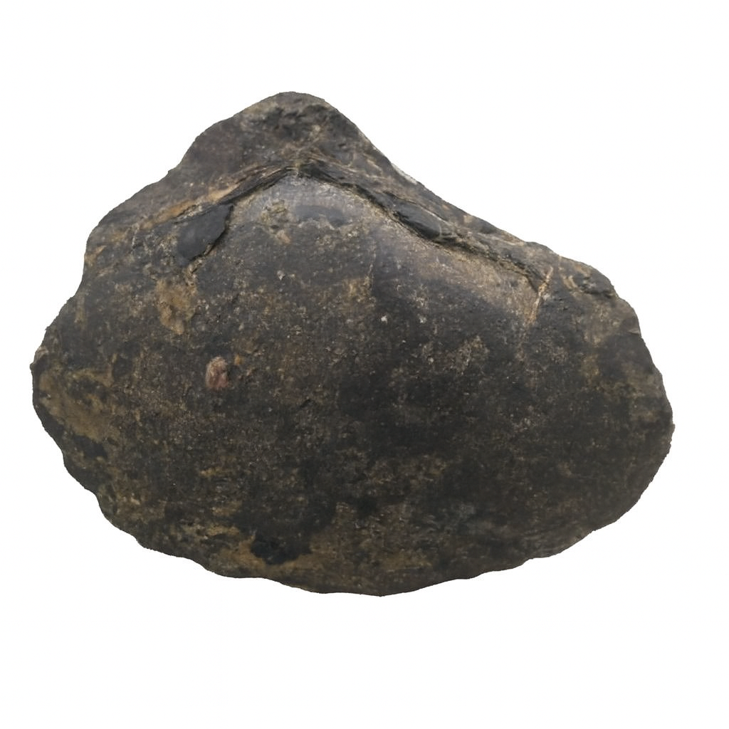 Pelecypod.