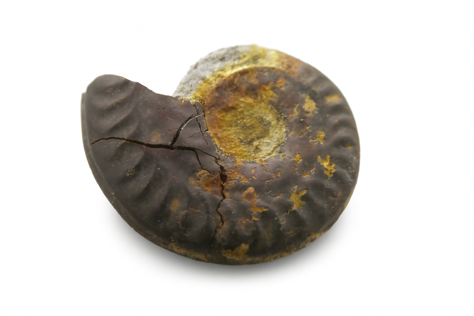 Hildoceras Ammonite.