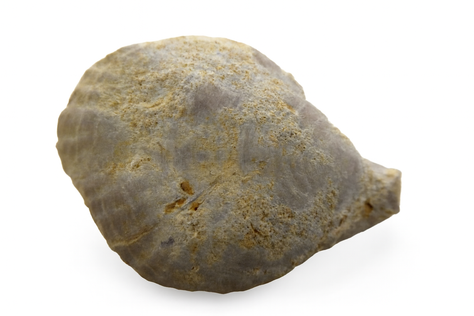 Other Brachiopods