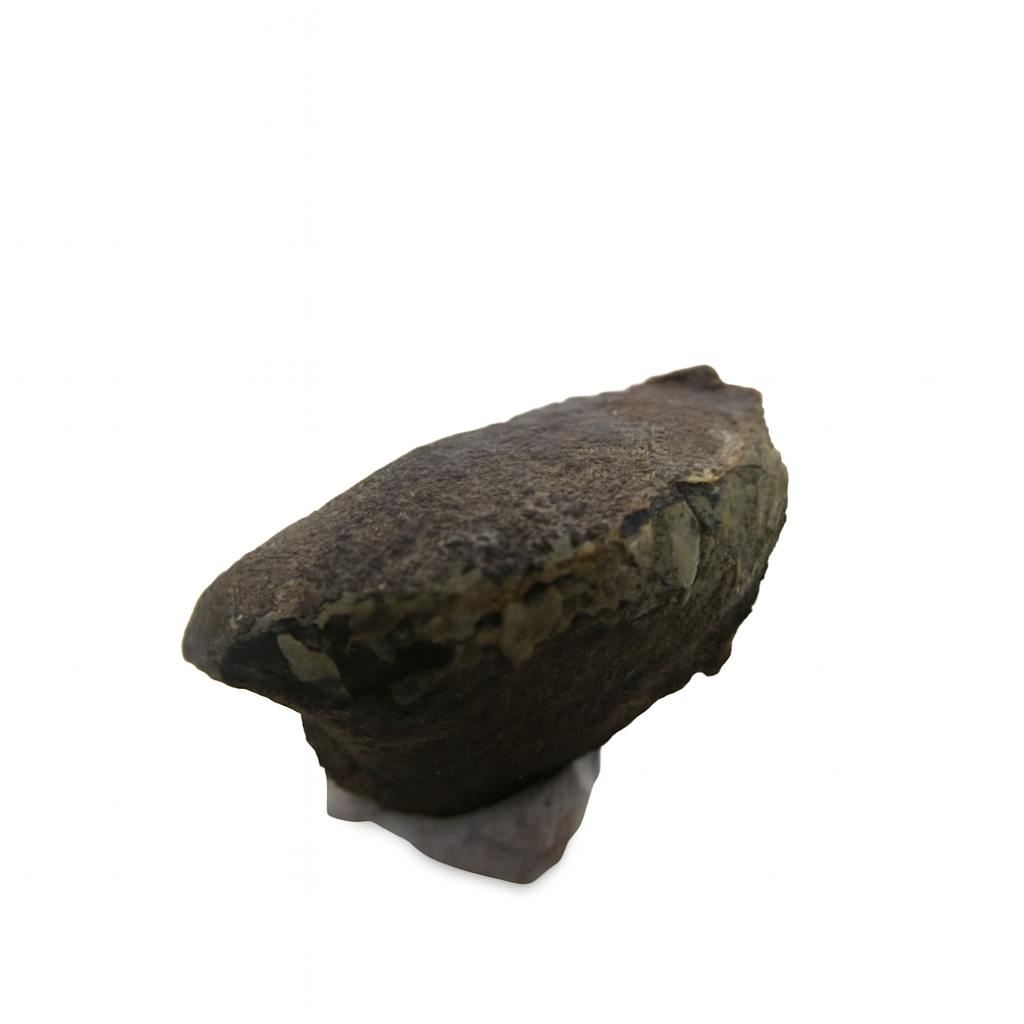 Bivalve.