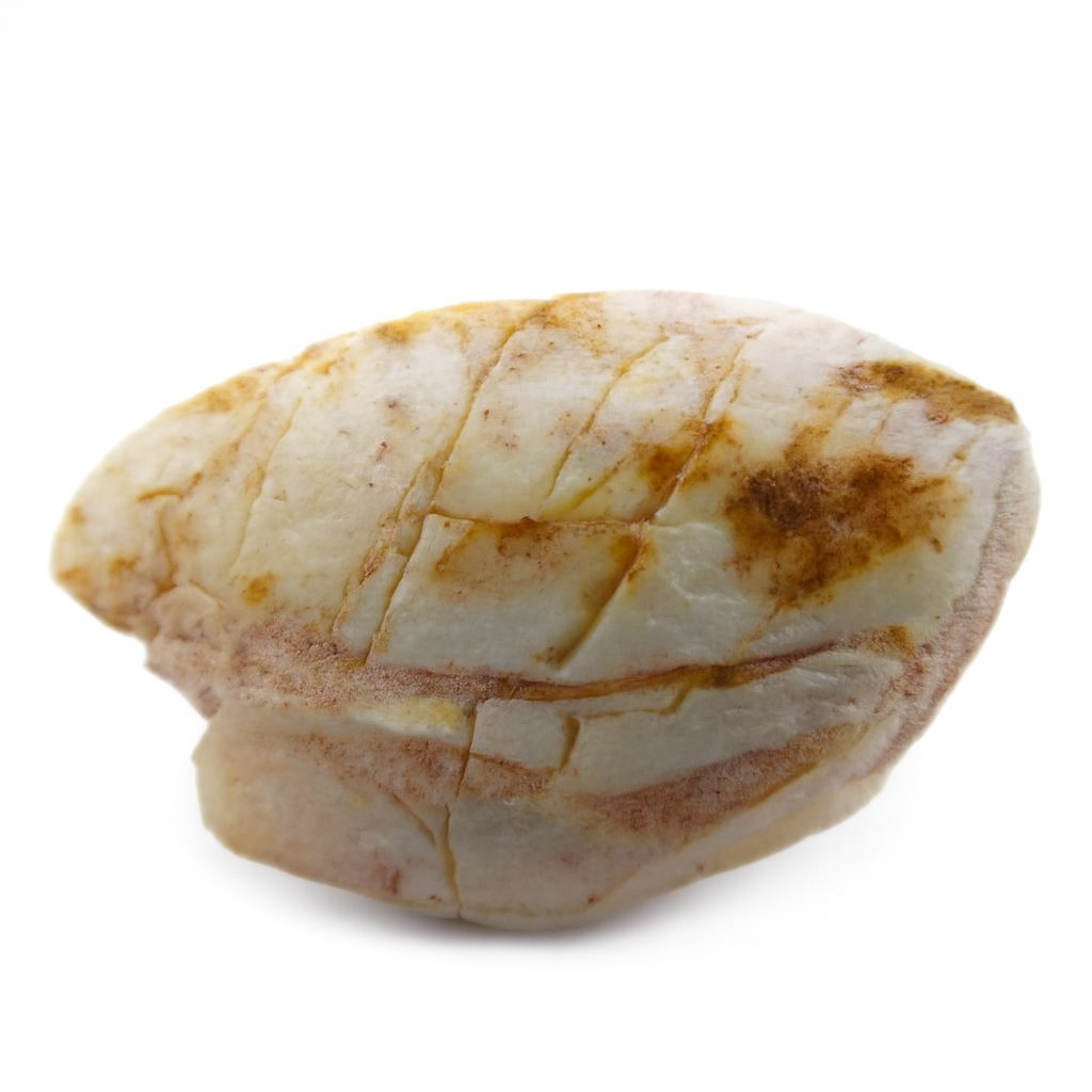 Opalised Shell.